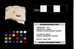 Foto (Objekt + Etikett) von Paguridae indet.  (NHMW-GEO-1990-0041-4007)